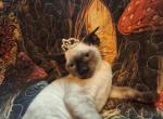 Bobby Jo - Devon Rex Kitten For Sale - Ironwood&comma; MI&comma; US