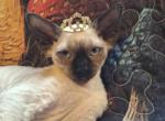 Sabrina - Devon Rex Kitten For Sale - Ironwood&comma; MI&comma; US