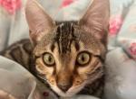 Rosa - Bengal Cat For Sale - North Brunswick Township&comma; NJ&comma; US
