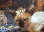 Davina - Devon Rex Kitten For Sale - Ironwood&comma; MI&comma; US