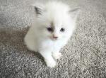 Delilah - Ragdoll Kitten For Sale - Torrance&comma; CA&comma; US