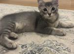 Bee - Siberian Kitten For Sale - Hingham&comma; MA&comma; US