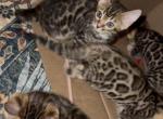 Gorgeous Bengal Kittens - Bengal Kitten For Sale - Reseda&comma; CA&comma; US