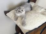 A S H - Scottish Fold Kitten For Sale - 