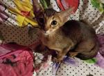 Ruddy Dancing Junebug - Abyssinian Kitten For Sale - Plymouth&comma; WI&comma; US