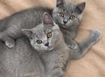 British shorthair kittens - British Shorthair Kitten For Sale - 