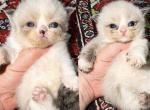 Saraya kids - Ragamuffin Kitten For Sale - Williamsport&comma; OH&comma; US