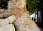 Figaro Barrett UA - Maine Coon Cat For Sale/Retired Breeding - Spokane&comma; WA&comma; US