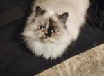 Misaki - Persian Cat For Sale/Retired Breeding - 