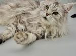 Barbie - Maine Coon Cat For Sale - Spokane&comma; WA&comma; US