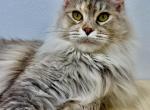 Barbariska - Maine Coon Cat For Sale - Spokane&comma; WA&comma; US