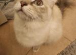 Sake - Himalayan Cat For Sale/Retired Breeding - 