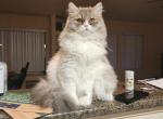 Totoro - Persian Cat For Sale/Service - 