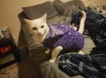 Shiro - Domestic Cat For Adoption - Las Vegas&comma; NV&comma; US