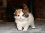 New Litter LA - Scottish Fold Kitten For Sale - Warwick&comma; NY&comma; US