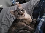 Karma - Domestic Cat For Adoption - Las Vegas&comma; NV&comma; US