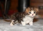 LB - Scottish Fold Kitten For Sale - Warwick&comma; NY&comma; US
