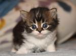LC - Scottish Straight Kitten For Sale - Warwick&comma; NY&comma; US