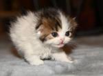 LD - Scottish Fold Kitten For Sale - Warwick&comma; NY&comma; US