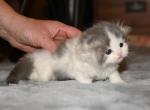 LE - Scottish Fold Kitten For Sale - Warwick&comma; NY&comma; US