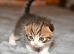 LF - Scottish Fold Kitten For Sale - Warwick&comma; NY&comma; US