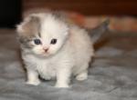 LG - Scottish Fold Kitten For Sale - Warwick&comma; NY&comma; US