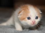 LH - Scottish Fold Kitten For Sale - Warwick&comma; NY&comma; US
