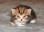 LJ - Scottish Straight Kitten For Sale - Warwick&comma; NY&comma; US