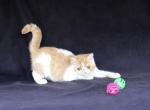 Exotic Shorthair Persian Kittens - Persian Kitten For Sale - Williamsburg&comma; VA&comma; US