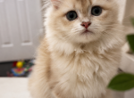 Raspberry Longhair - British Shorthair Kitten For Sale - Fairfax&comma; VA&comma; US