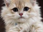 Yellowberry Longhair - British Shorthair Kitten For Sale - Fairfax&comma; VA&comma; US
