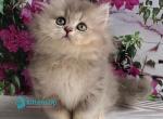 Cassie - British Shorthair Kitten For Sale - Pembroke Pines&comma; FL&comma; US
