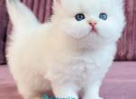 Imperial Leo - British Shorthair Kitten For Sale - Pembroke Pines&comma; FL&comma; US