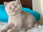 Pamela - British Shorthair Kitten For Sale - Pembroke Pines&comma; FL&comma; US