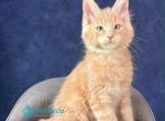 Romka - Maine Coon Kitten For Sale - Miami&comma; FL&comma; US