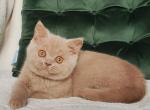 Ukki - British Shorthair Kitten For Sale - Pembroke Pines&comma; FL&comma; US