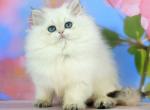 Sherry - Munchkin Kitten For Sale - Pembroke Pines&comma; FL&comma; US