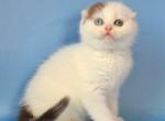 Ronny - Scottish Fold Kitten For Sale - Hollywood&comma; FL&comma; US