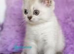 Uiliam - Scottish Straight Kitten For Sale - Hollywood&comma; FL&comma; US
