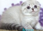 Uty Puty - Scottish Fold Kitten For Sale - Hollywood&comma; FL&comma; US