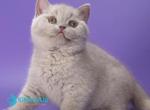 Nimbus - British Shorthair Kitten For Sale - Pembroke Pines&comma; FL&comma; US