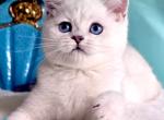 Gerda - British Shorthair Kitten For Sale - Pembroke Pines&comma; FL&comma; US