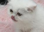 Exotic dollface REDUCED - Exotic Kitten For Sale - Palm Coast&comma; FL&comma; US
