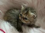Chocolate tabby female - Exotic Kitten For Sale - Palm Coast&comma; FL&comma; US