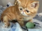 Exotic red classic tabby - Exotic Kitten For Sale - Palm Coast&comma; FL&comma; US