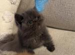 Max - Exotic Kitten For Sale - TN&comma; US