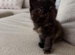 Colada - Exotic Kitten For Sale - 
