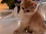 Patricia Kaas - British Shorthair Kitten For Sale - Empire State&comma; NY&comma; US