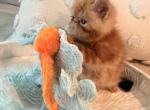 Sweet Potato - Exotic Kitten For Sale - 