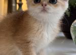 Stella Artois - British Shorthair Kitten For Sale - 